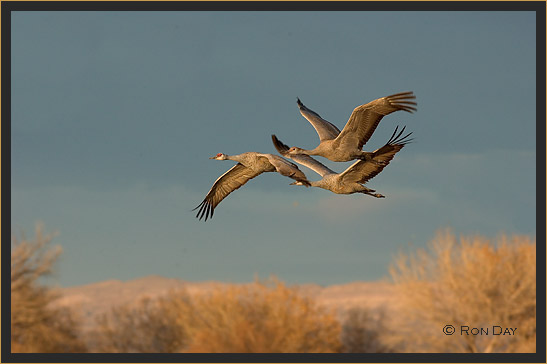 Sandhill Cranes, Bosque del Apache